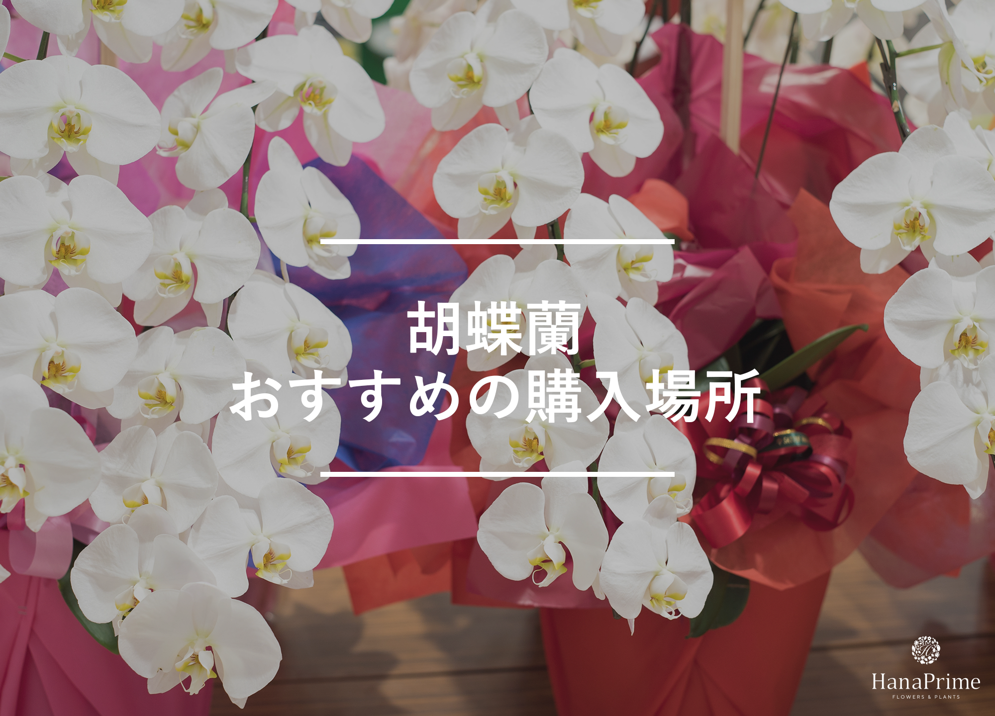 胡蝶蘭を購入する4つの方法