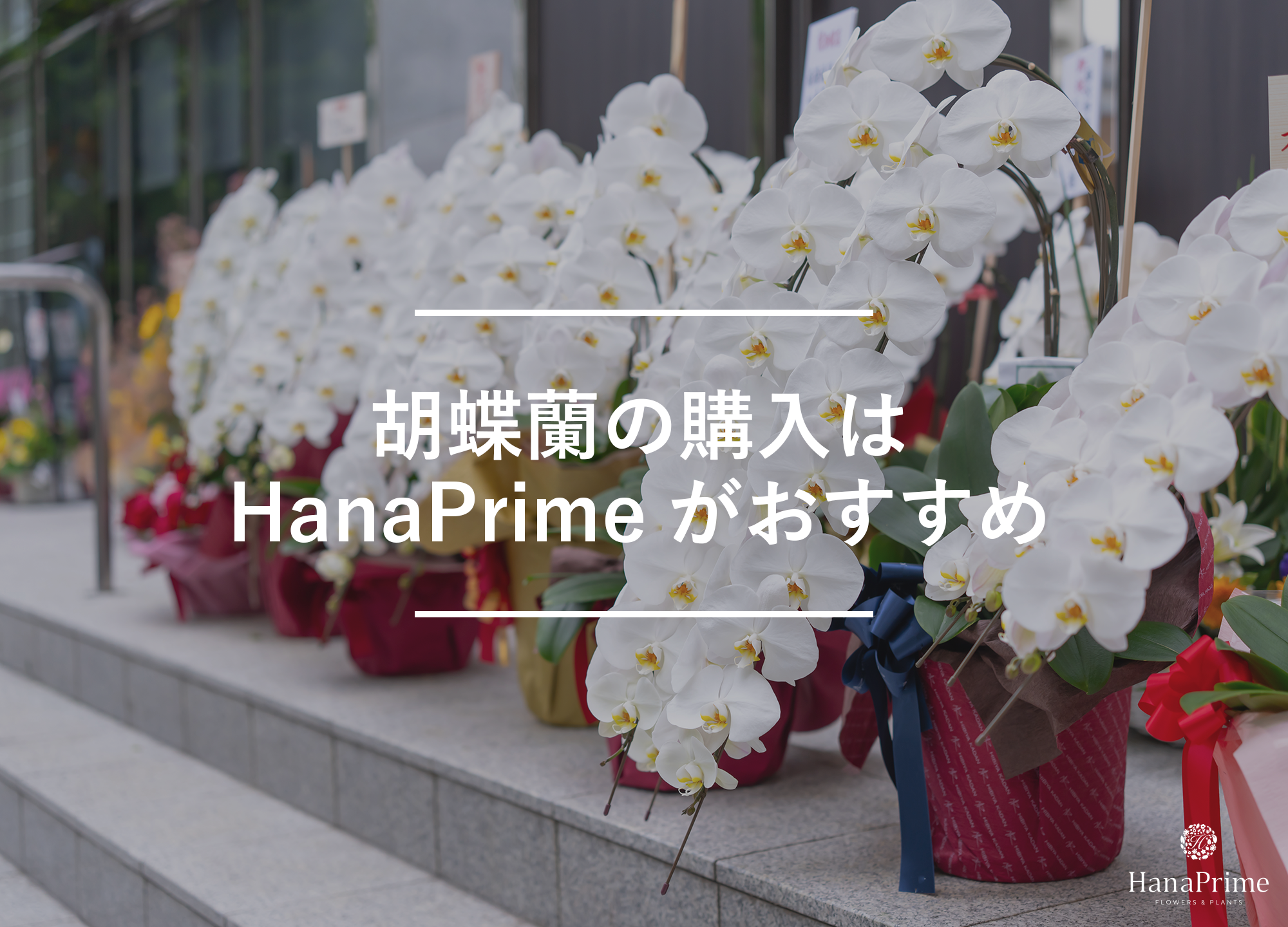 お祝いの胡蝶蘭を買うならHanaPrime（ハナプライム）がおすすめ