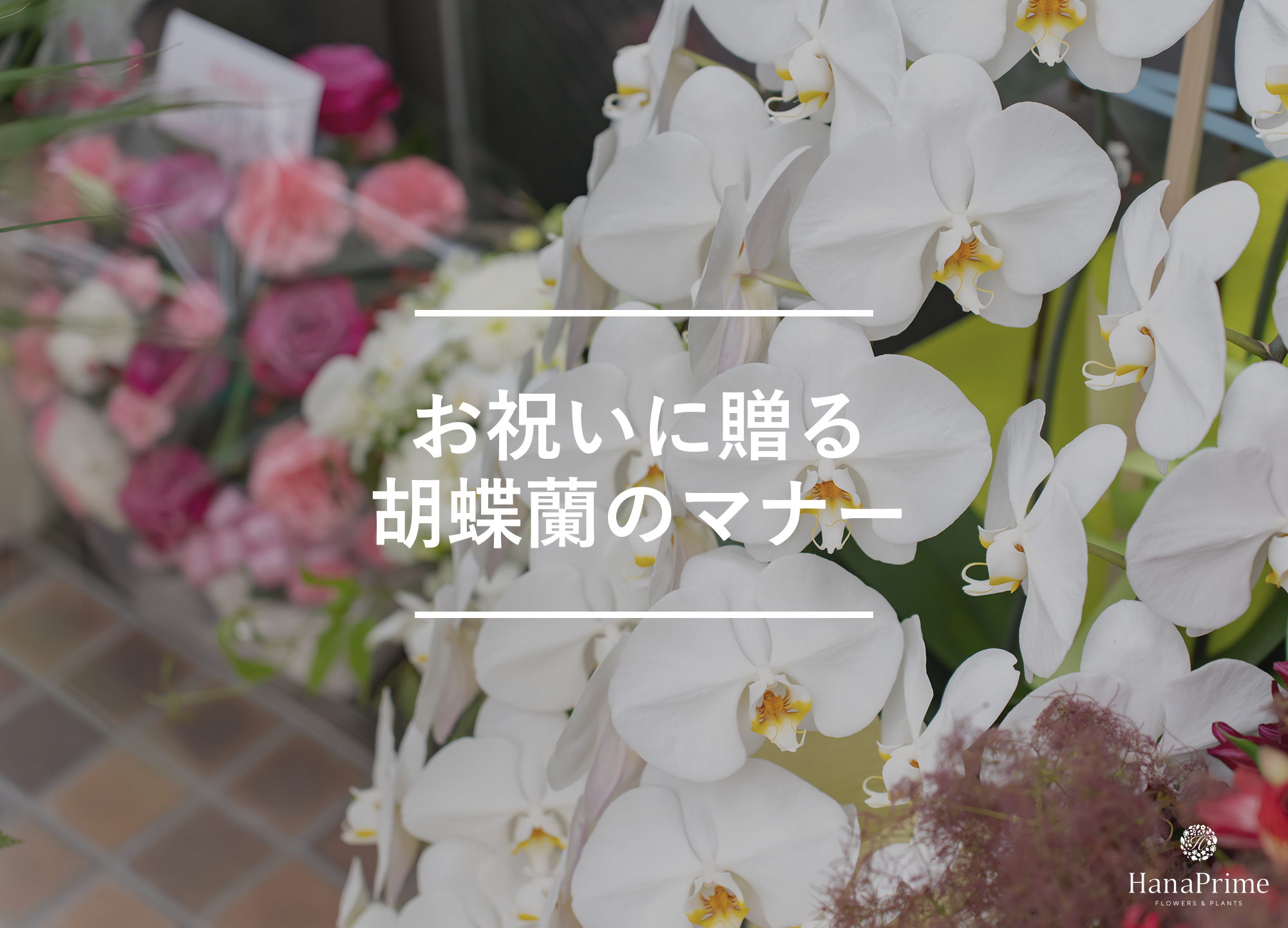 お祝いに贈る胡蝶蘭のマナー