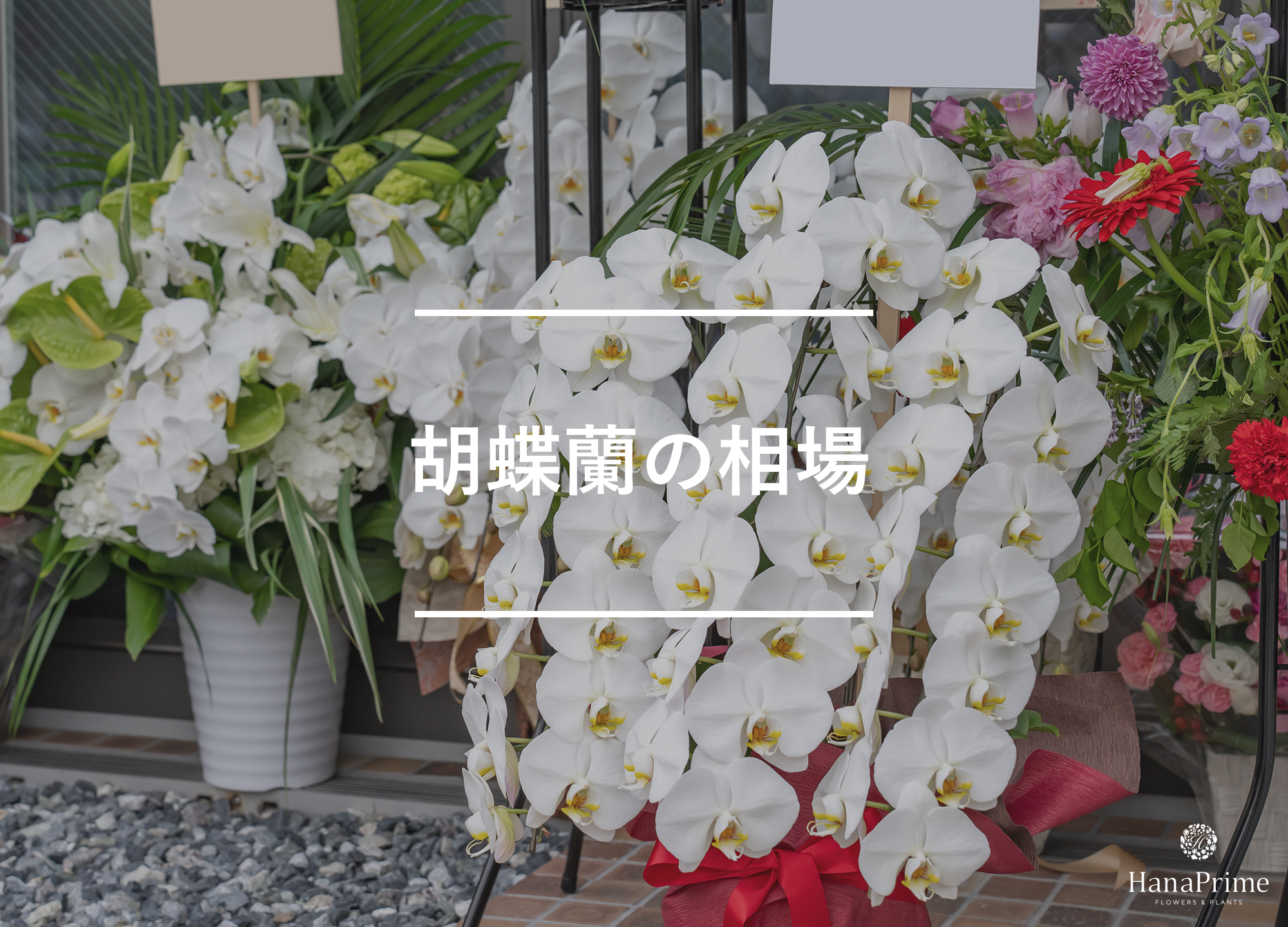 胡蝶蘭の相場｜適正な価格帯はいくら？