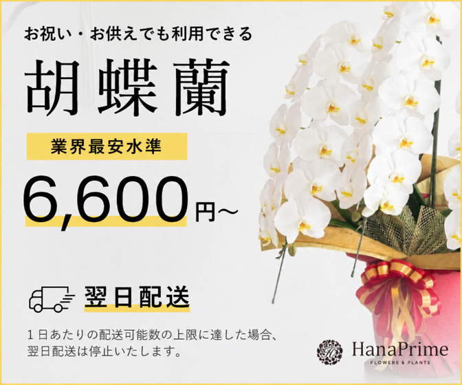 胡蝶蘭の通販